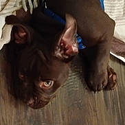 Kane joined the competition — help win amazing prizes! puppy, dog, brown, ears, floor, wooden_floor, blanket, pet, animal, lying_down, close_up, indoor, cute, young_dog, collar, paw, fur, domestic_animal, resting, looking