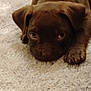 Kane is registered to the contest to win money with this photo: puppy, dog, brown, carpet, pet, animal, cute, sleepy, lying_down, fur, ears, paw, young, indoors, closeup, mammal, domestic_animal, resting, soft_texture, adorable