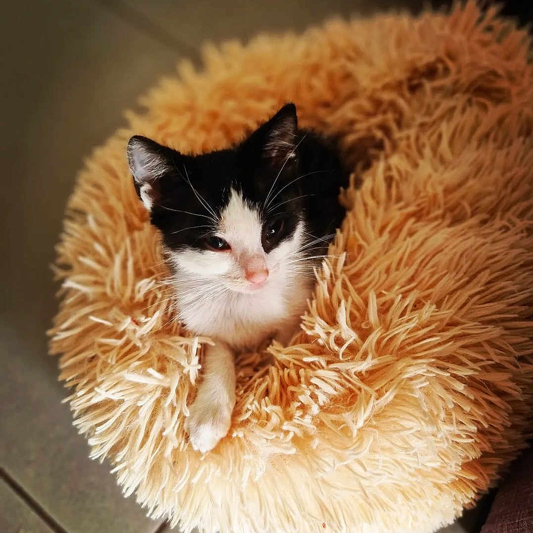 Thalia a rejoint le concours — aidez-le/la à gagner de superbes lots ! animal, blanket, canine, cat, dog, dogbed, kitten, manx, pet