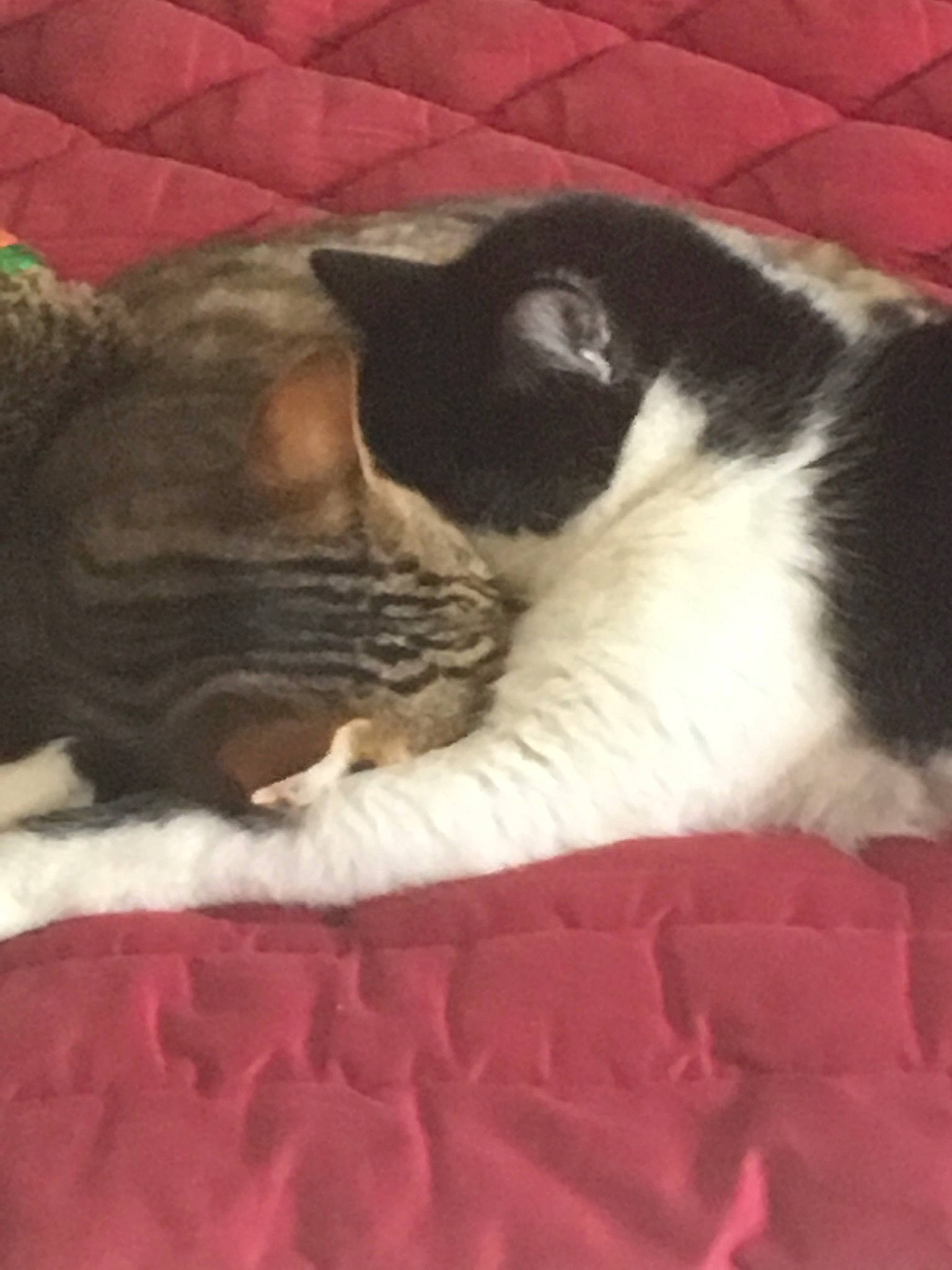 Niska participe au concours pour gagner de l'argent avec cette photo : canidae, carnivore, cat, domestic_short_haired_cat, european_shorthair, felidae, fur, kitten, paw, polydactyl_cat, small_to_medium_sized_cats, tail, whiskers