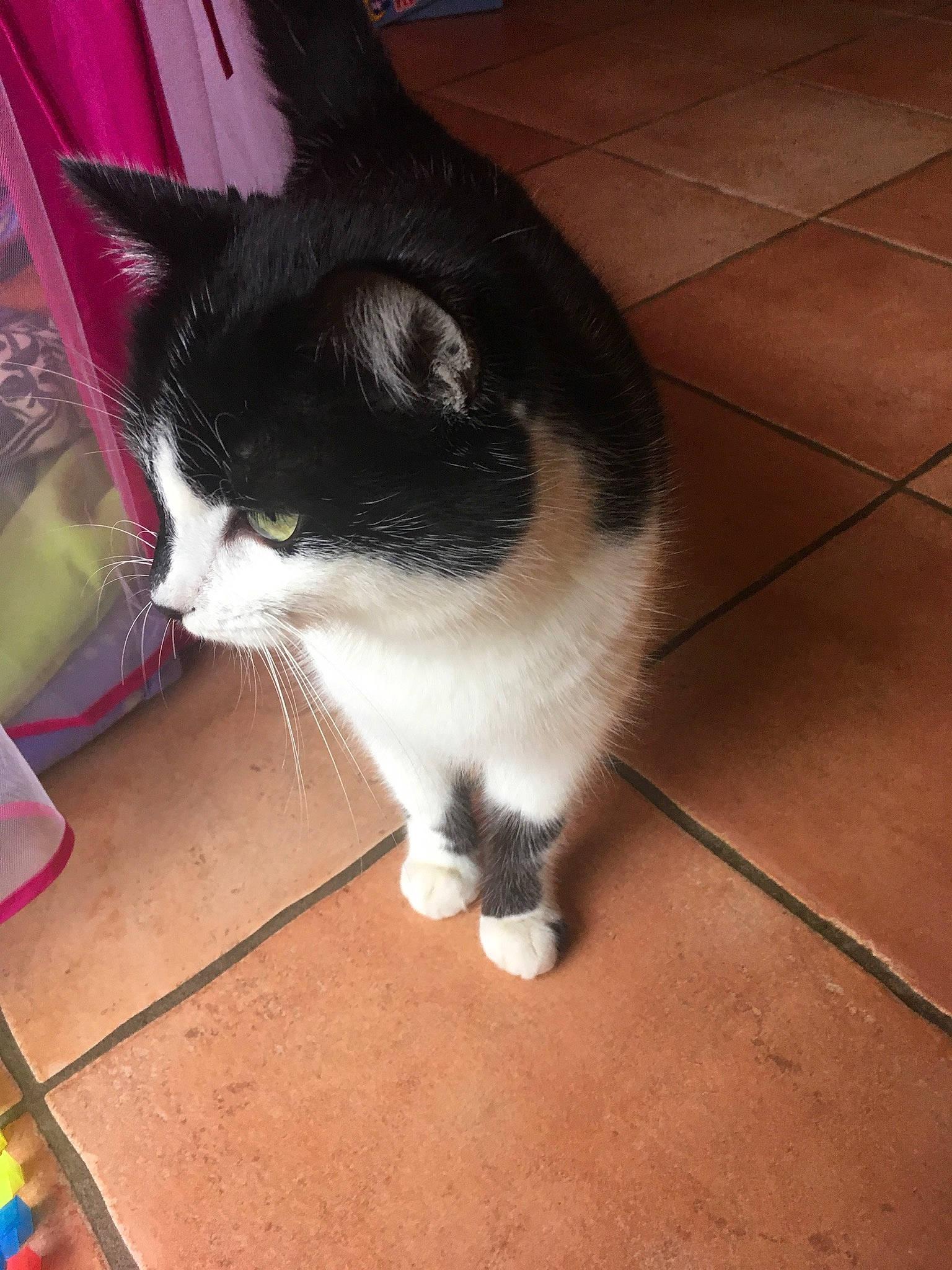 Niska participe au concours pour gagner de l'argent avec cette photo : carnivore, cat, domestic_short_haired_cat, european_shorthair, felidae, kitten, polydactyl_cat, small_to_medium_sized_cats, tail, whiskers