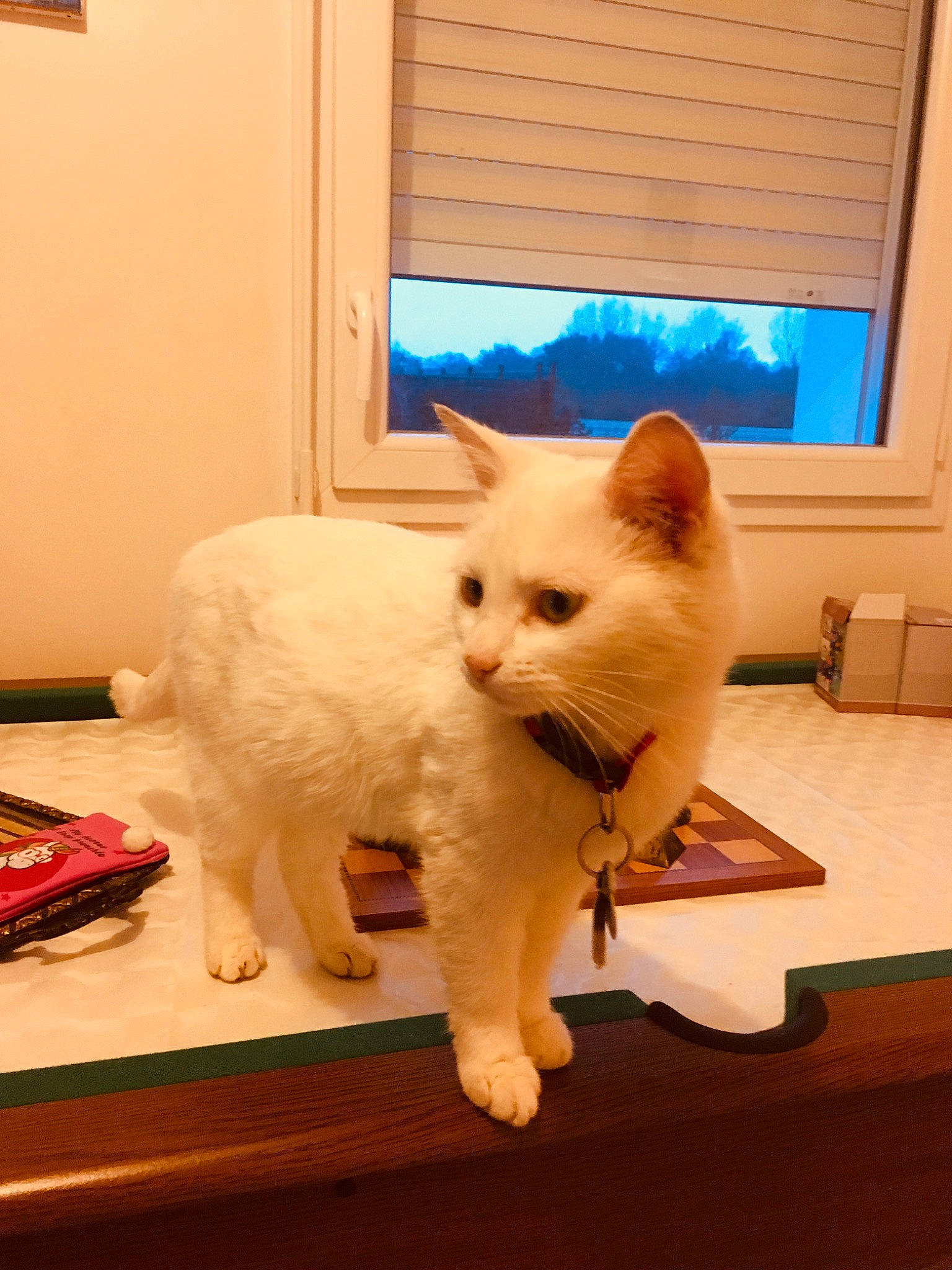 Naya a rejoint le concours — aidez-le/la à gagner de superbes lots ! carnivore, cat, colorpoint_shorthair, fawn, felidae, khao_manee, kitten, mammal, ragdoll, room, small_to_medium_sized_cats, turkish_angora, turkish_van, vertebrate, whiskers