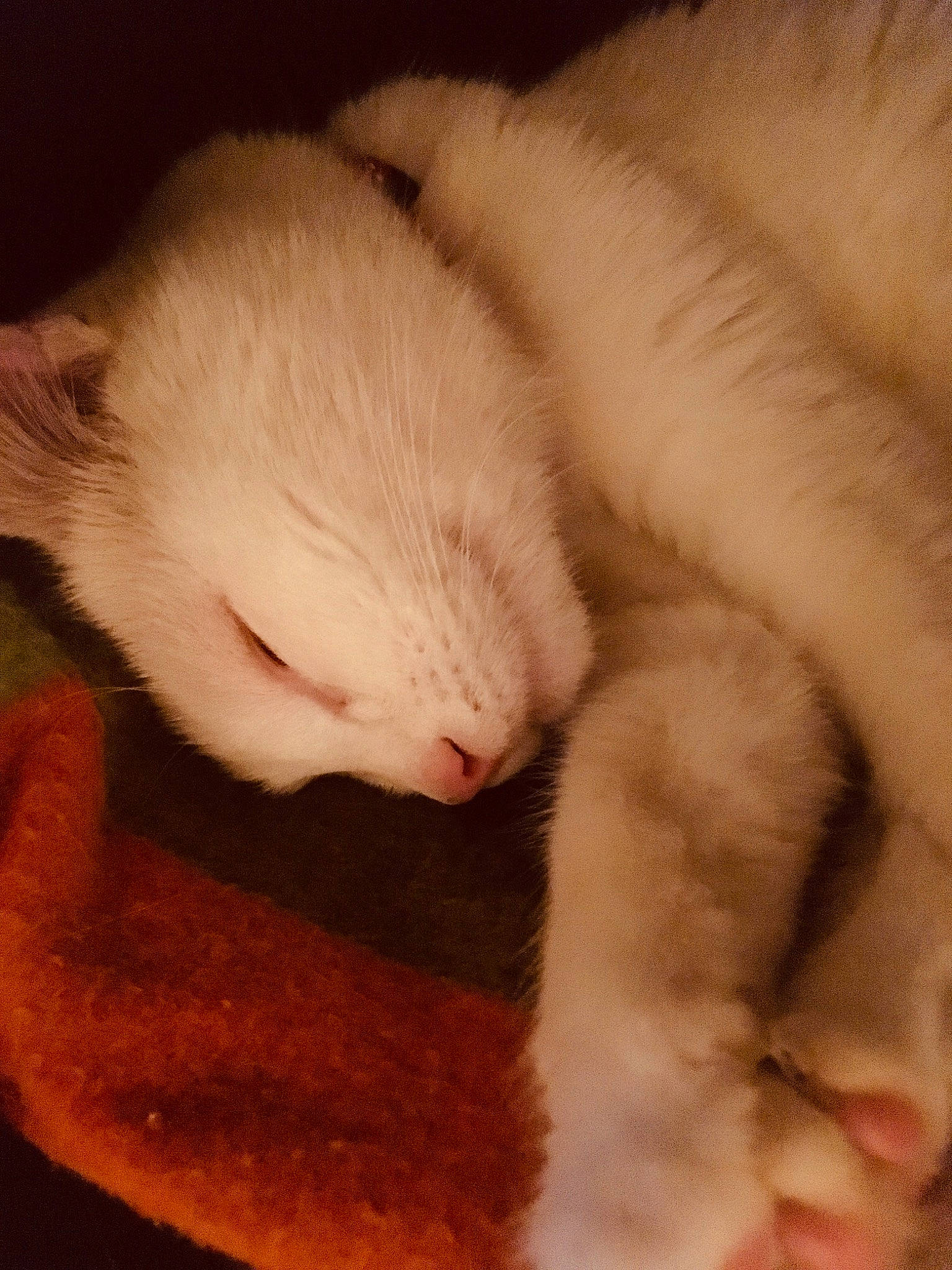 Naya participe au concours pour gagner de l'argent avec cette photo : carnivore, cat, claw, eye, fawn, felidae, ferret, fur, kitten, mustelidae, mustelinae, nap, nose, paw, skin, sleep, small_to_medium_sized_cats, snout, tail, whiskers