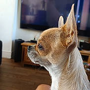 Cannella a rejoint le concours — aidez-le/la à gagner de superbes lots ! alert, animal, chihuahua, closeup, companion, cute, dog, domestic, ears, focused, fur, furniture, indoor, living_room, pet, portrait, side_profile, small_dog, television, wooden_floor