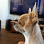 alert, animal, chihuahua, closeup, companion, cute, dog, domestic, ears, focused, fur, furniture, indoor, living_room, pet, portrait, side_profile, small_dog, television, wooden_floor