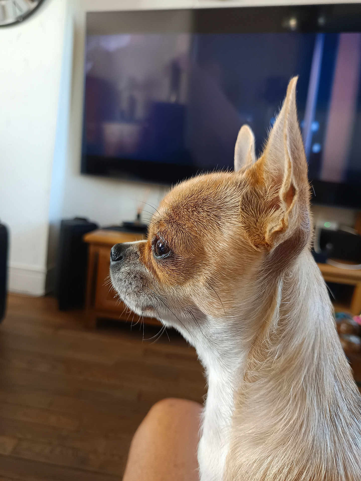 Cannella a rejoint le concours — aidez-le/la à gagner de superbes lots ! alert, animal, chihuahua, closeup, companion, cute, dog, domestic, ears, focused, fur, furniture, indoor, living_room, pet, portrait, side_profile, small_dog, television, wooden_floor