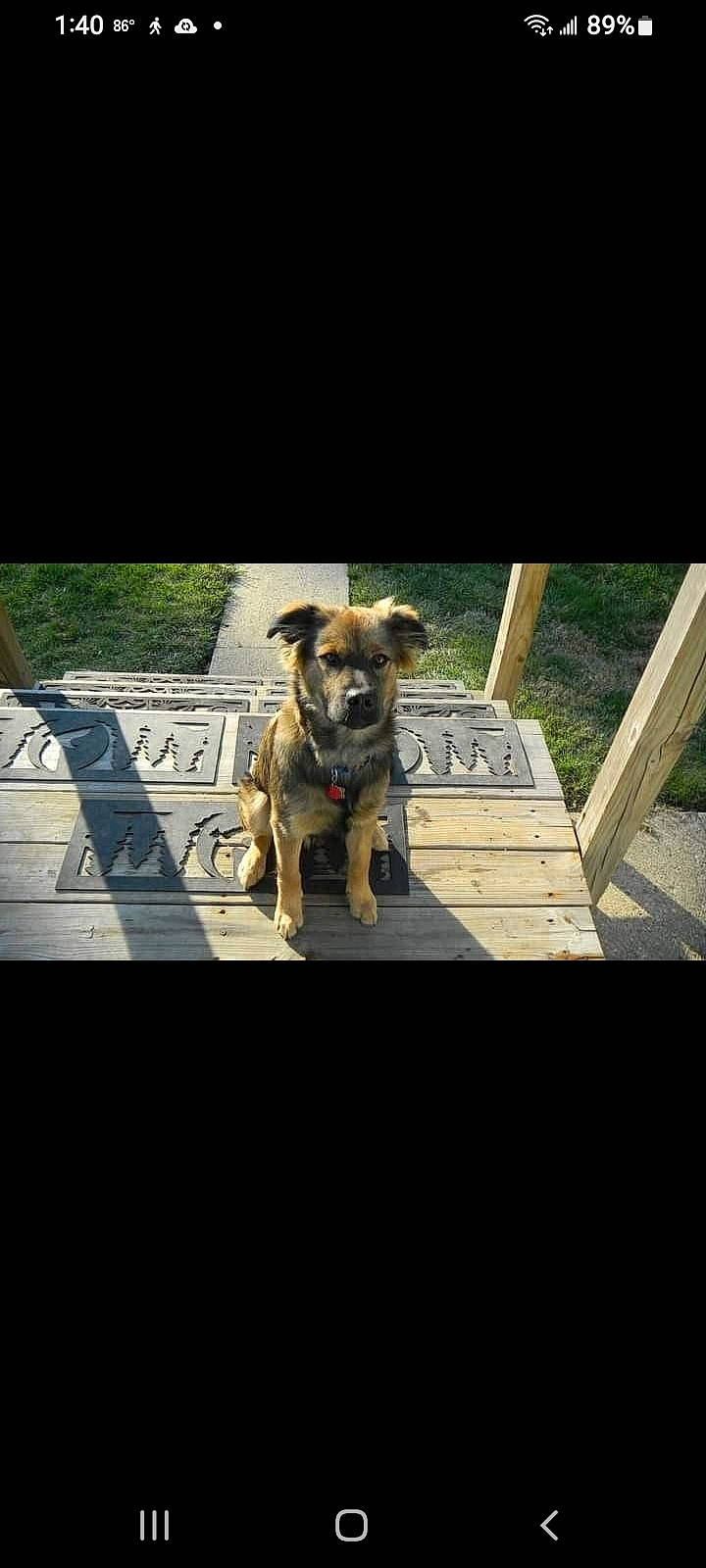 Freeway joined the competition — help win amazing prizes! carnivore, companion_dog, dog, dog_breed, dog_collar, dog_supply, fawn, flooring, font, fur, pet_supply, photo_caption, rectangle, shadow, sporting_group, still_life_photography, tints_and_shades, toy_dog, wood, working_animal