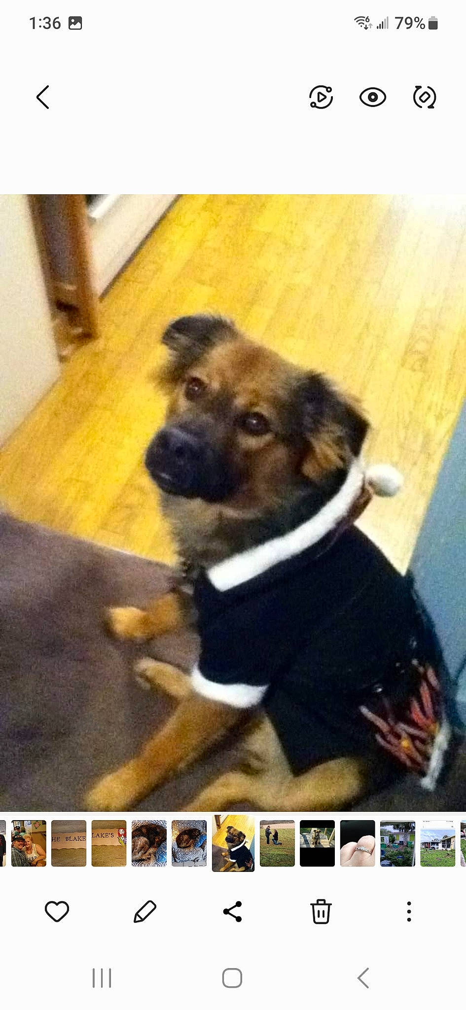 Freeway joined the competition — help win amazing prizes! advertising, canidae, carnivore, companion_dog, dog, dog_breed, dog_supply, flooring, font, fur, hardwood, photo_caption, photography, snapshot, sporting_group, square, terrestrial_animal, wood, working_animal, working_dog