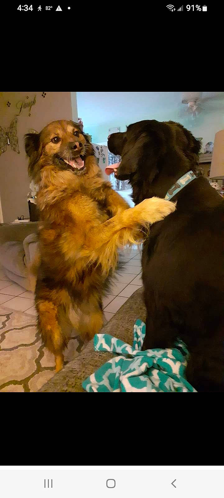 Freeway is registered to the contest to win money with this photo: canidae, carnivore, cloud, companion_dog, dog, dog_breed, fawn, fur, hat, liver, paw, puppy, retriever, sky, snout, spaniel, sporting_group, working_animal, working_dog