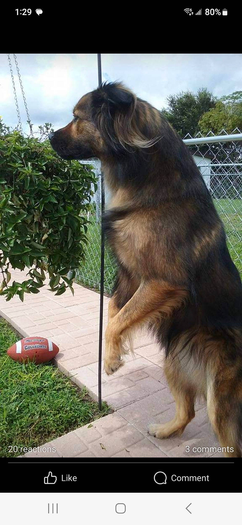 Freeway joined the competition — help win amazing prizes! canidae, carnivore, cloud, collar, companion_dog, dog, dog_breed, fawn, fence, grass, liver, mesh, old_german_shepherd_dog, pet_supply, plant, sky, snout, sporting_group, tail, wire_fencing