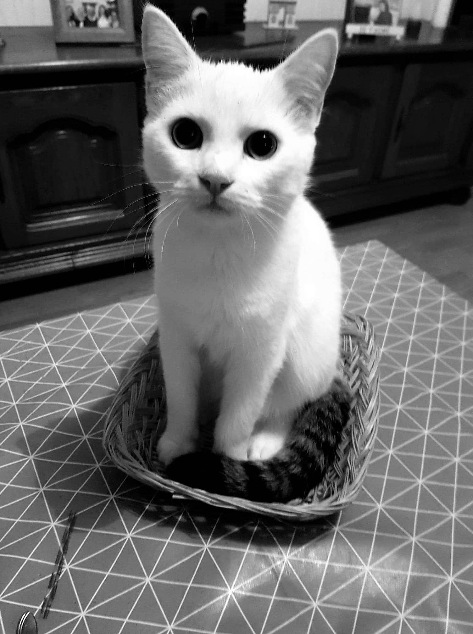 Berlin participe au concours pour gagner de l'argent avec cette photo : aegean_cat, black_and_white, burmilla, carnivoran, cat, cat_like_mammal, domestic_short_haired_cat, fauna, kitten, monochrome, monochrome_photography, person, small_to_medium_sized_cats, snout, whiskers, white