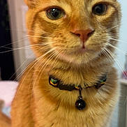 Apollo is registered to the contest to win money with this photo: bell, bokeh, cat, close_up, collar, curious, domestic_animal, ears, eyes, face, fur, ginger_cat, indoor, nose, orange_tabby, pet, portrait, sitting, soft_focus, whiskers