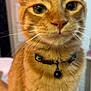 bell, bokeh, cat, close_up, collar, curious, domestic_animal, ears, eyes, face, fur, ginger_cat, indoor, nose, orange_tabby, pet, portrait, sitting, soft_focus, whiskers