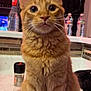 Apollo is registered to the contest to win money with this photo: big_eyes, cat, countertop, curious, domestic_animal, ears, fairy_lights, ginger_cat, indoor, kitchen, marble_countertop, orange_fur, pet, portrait, reflection, sitting, spice_shaker, spray_bottle, water_bottle, whiskers
