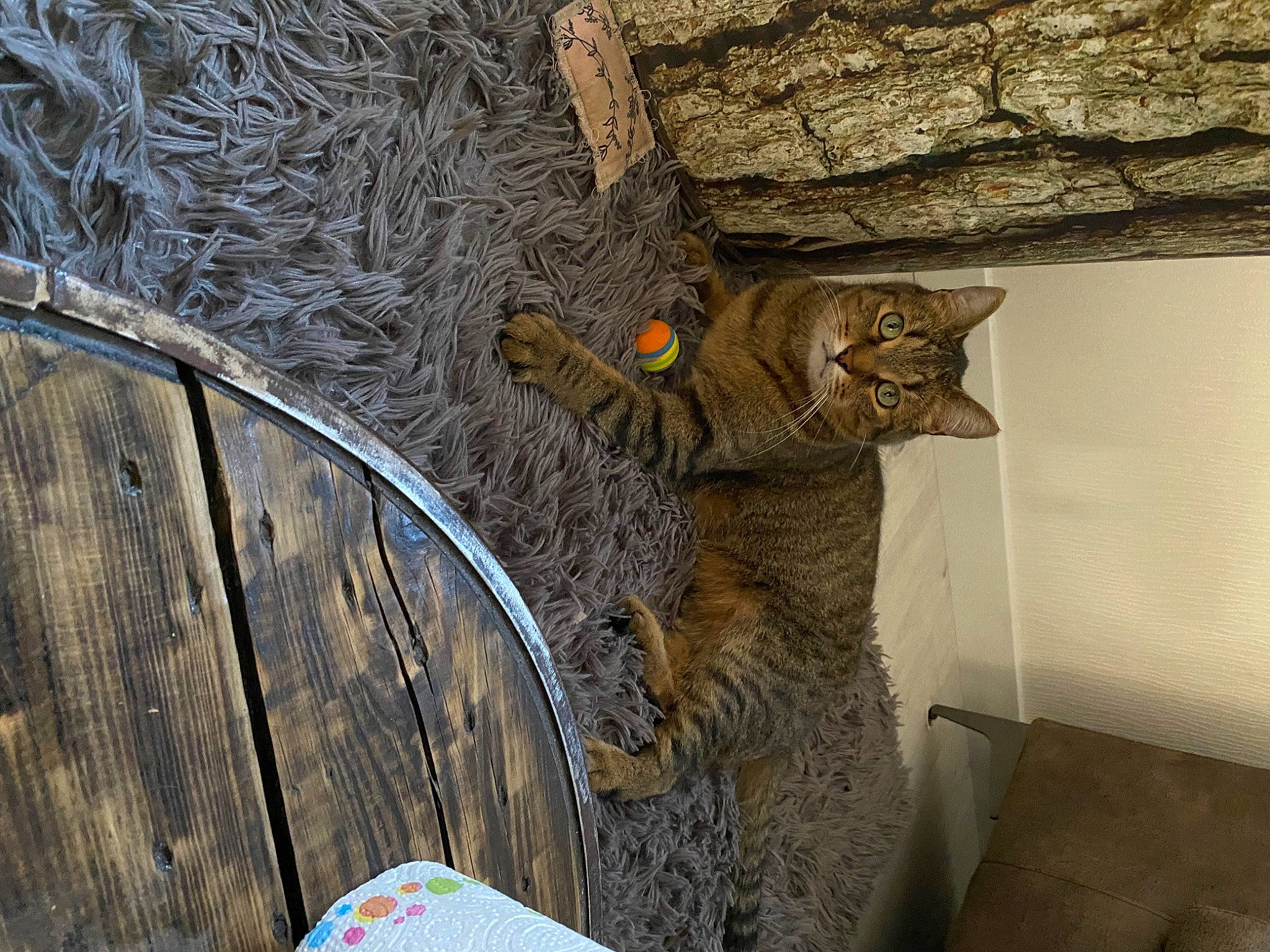 Escobar a rejoint le concours — aidez-le/la à gagner de superbes lots ! carnivore, cat, domestic_short_haired_cat, fawn, felidae, flowerpot, fur, metal, plant, rope, small_to_medium_sized_cats, snout, tail, terrestrial_animal, tree, trunk, twig, whiskers, wildlife, wood