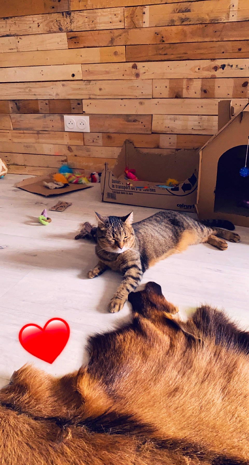 Escobar participe au concours pour gagner de l'argent avec cette photo : carnivore, cat, comfort, domestic_short_haired_cat, fawn, felidae, floor, flooring, fur, hardwood, linens, nap, paw, room, small_to_medium_sized_cats, snout, tail, whiskers, wildlife, wood