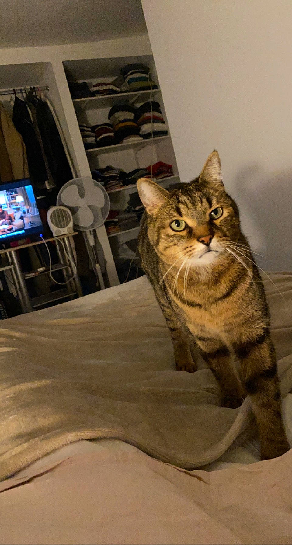 Escobar a rejoint le concours — aidez-le/la à gagner de superbes lots ! carnivore, cat, comfort, domestic_short_haired_cat, door, felidae, flooring, fur, grey, hardwood, small_to_medium_sized_cats, snout, tail, television, terrestrial_animal, whiskers, window, wood