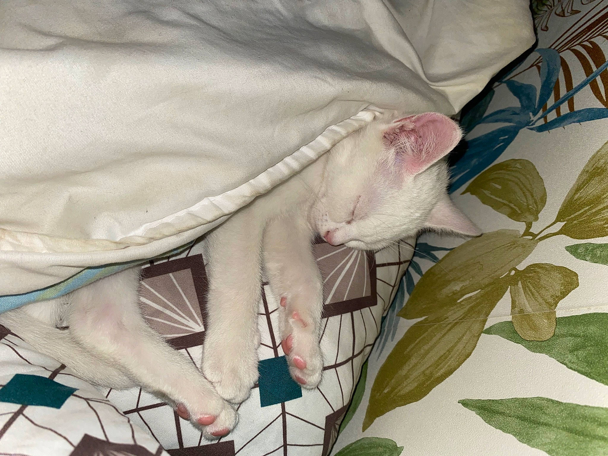 Vodka a rejoint le concours — aidez-le/la à gagner de superbes lots ! comfort, event, flower, flowering_plant, grass, human_leg, linens, nap, pattern, petal, plant, sleep, sleeve, textile, tree, wing