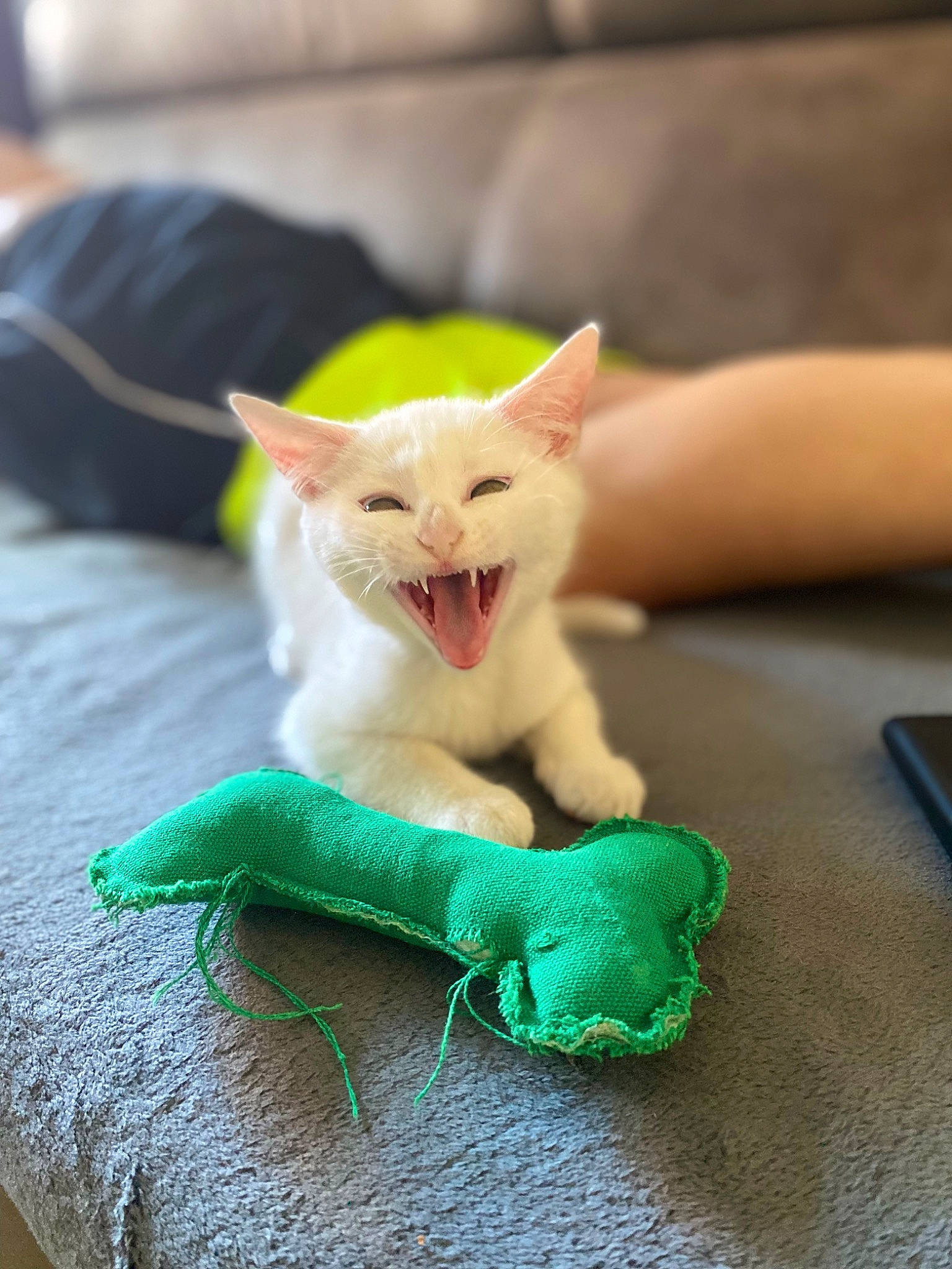 Vodka participe au concours pour gagner de l'argent avec cette photo : art, canidae, carnivore, cat, claw, comfort, companion_dog, domestic_short_haired_cat, fawn, felidae, figurine, fur, paw, small_to_medium_sized_cats, snout, tail, terrestrial_animal, toy, whiskers, wood