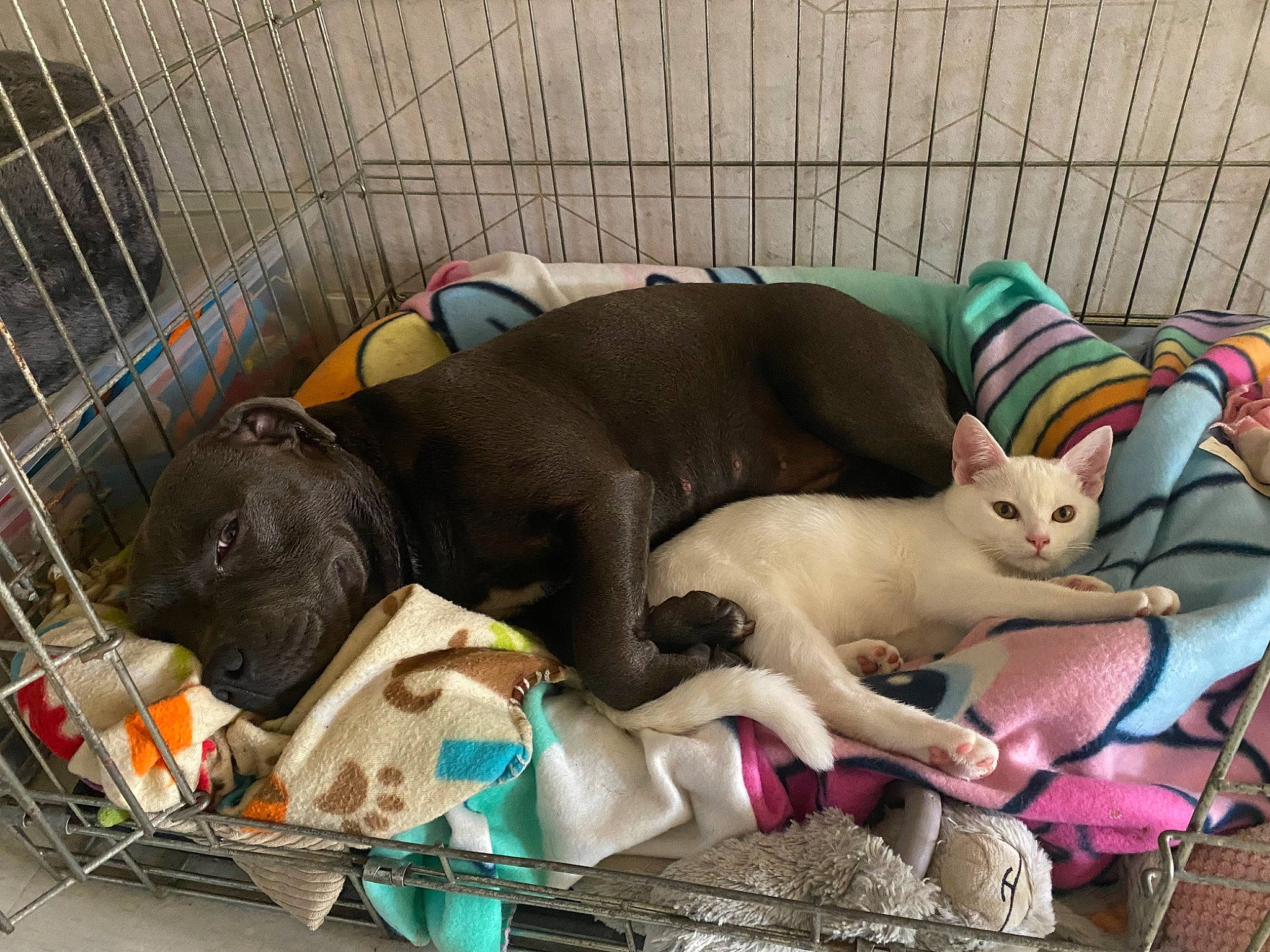 Taïga participe au concours pour gagner de l'argent avec cette photo : canidae, carnivore, cat, comfort, companion_dog, dog, dog_breed, dog_crate, dog_supply, fawn, felidae, mammal, pet_supply, small_to_medium_sized_cats, snout, sporting_group, tail, vertebrate, whiskers, working_animal