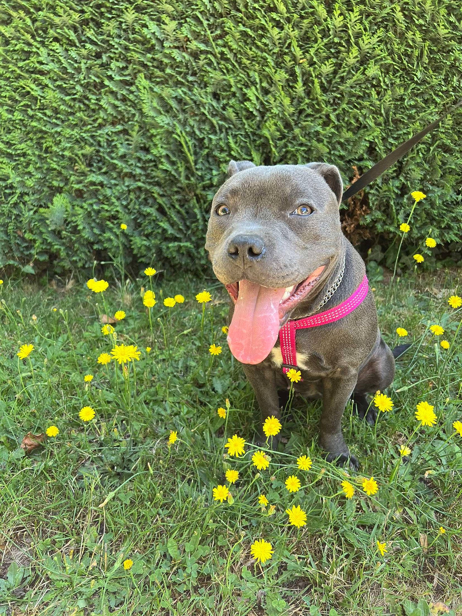 Taïga a rejoint le concours — aidez-le/la à gagner de superbes lots ! annual_plant, art, carnivore, companion_dog, dog, dog_breed, fawn, flower, grass, grassland, groundcover, meadow, plant, shrub, snout, sporting_group, tail, terrestrial_animal, toy, working_animal