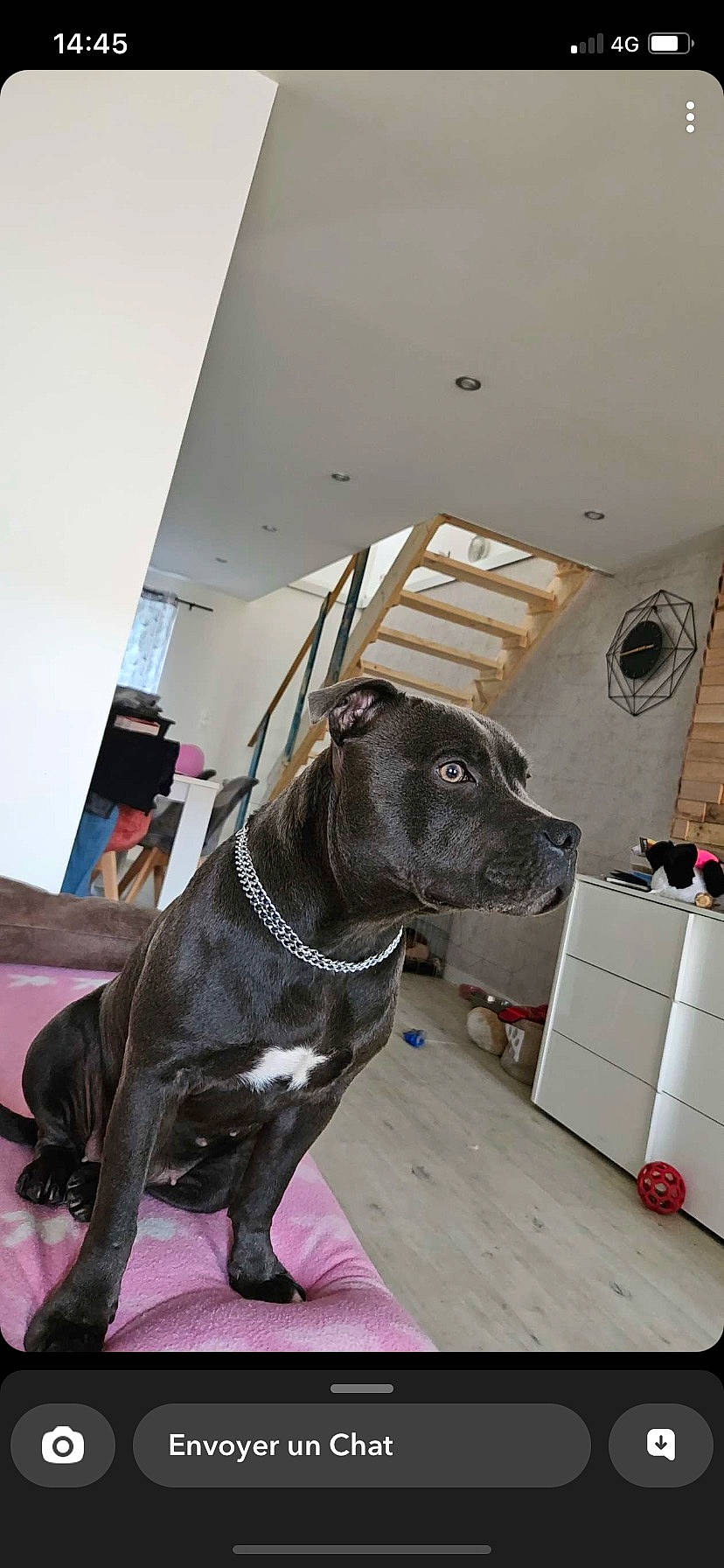 Taïga a rejoint le concours — aidez-le/la à gagner de superbes lots ! canidae, carnivore, collar, companion_dog, dog, dog_breed, dog_collar, event, fawn, flooring, fur, guard_dog, leash, pet_supply, sculpture, snout, sporting_group, whiskers, working_animal, working_dog