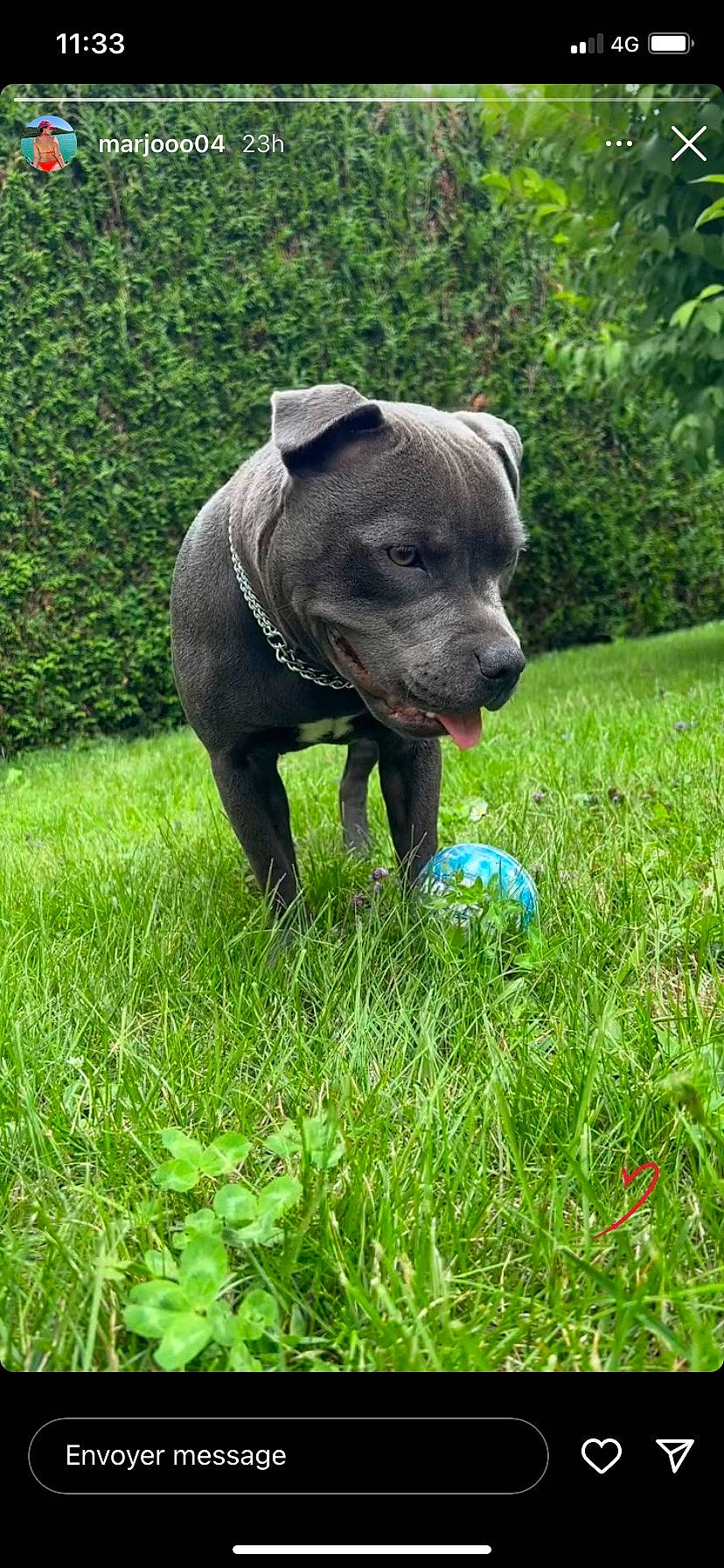 Taïga a rejoint le concours — aidez-le/la à gagner de superbes lots ! carnivore, companion_dog, dog, dog_breed, electric_blue, fawn, grass, grassland, green, groundcover, lawn, pasture, plant, sculpture, snout, sporting_group, tail, terrestrial_animal, tree, working_animal