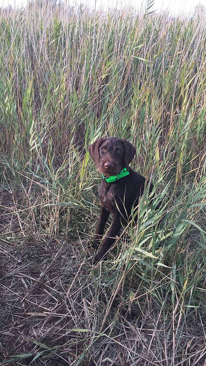 Prune a rejoint le concours — aidez-le/la à gagner de superbes lots ! canidae, carnivore, dog, dog_breed, field_trial, grass, gun_dog, hunting_dog, labrador_retriever, liver, patterdale_terrier, plant, pointing_breed, pudelpointer, retriever, sporting_group