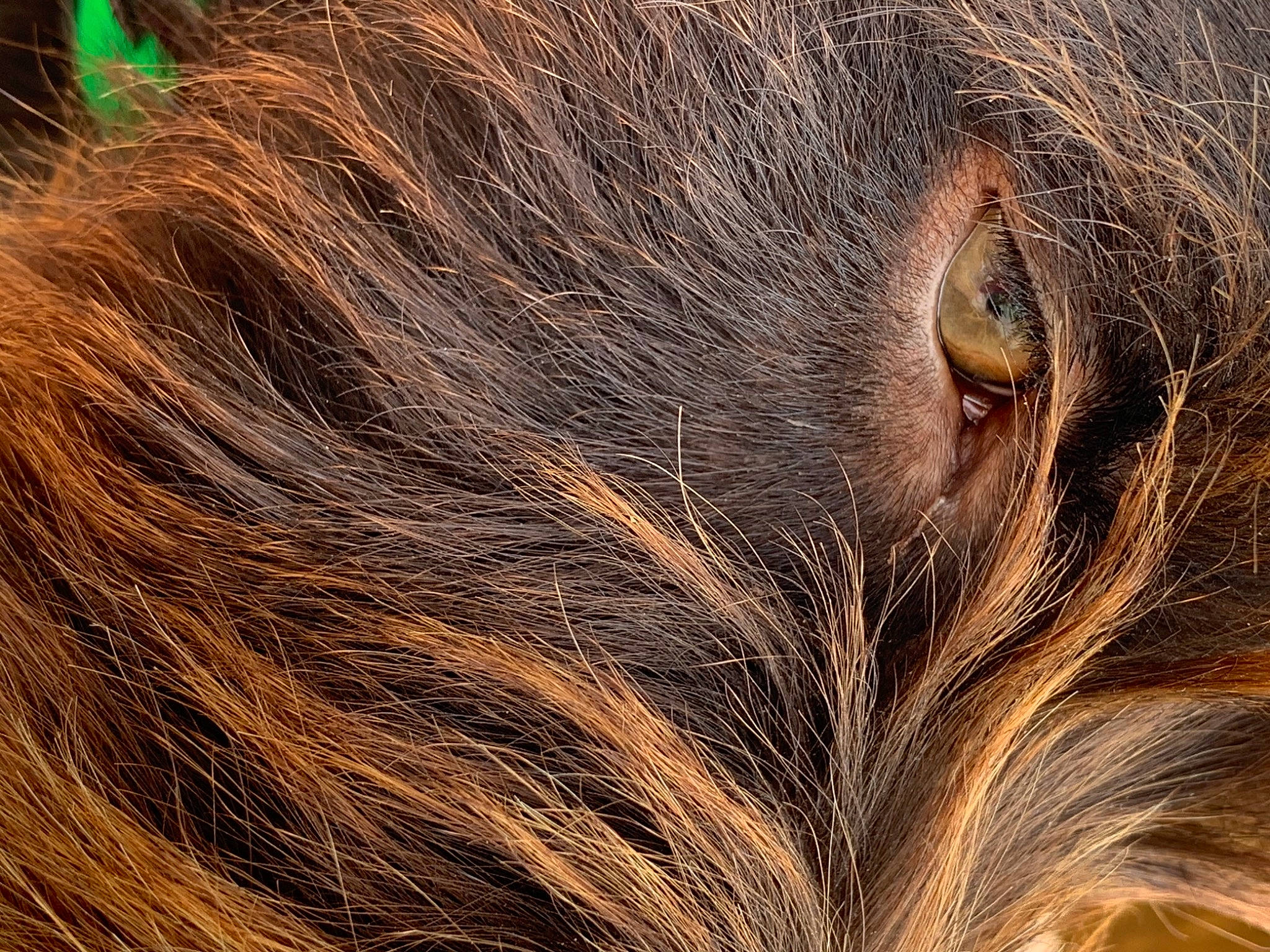 Prune a rejoint le concours — aidez-le/la à gagner de superbes lots ! beauty, blond, brown, brown_hair, close_up, ear, eye, fawn, feathered_hair, fur, hair, hair_coloring, hairstyle, human, liver, long_hair, photography, whiskers