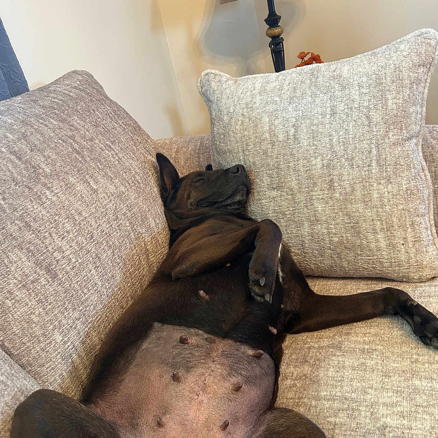 Kela joined the competition — help win amazing prizes! black_dog, canine, comfort, couch, cozy, dog, domestic_animal, fur, indoor, lamp, laying_down, living_room, mammal, nap, pet, pillows, relaxed, resting, sleeping, sofa