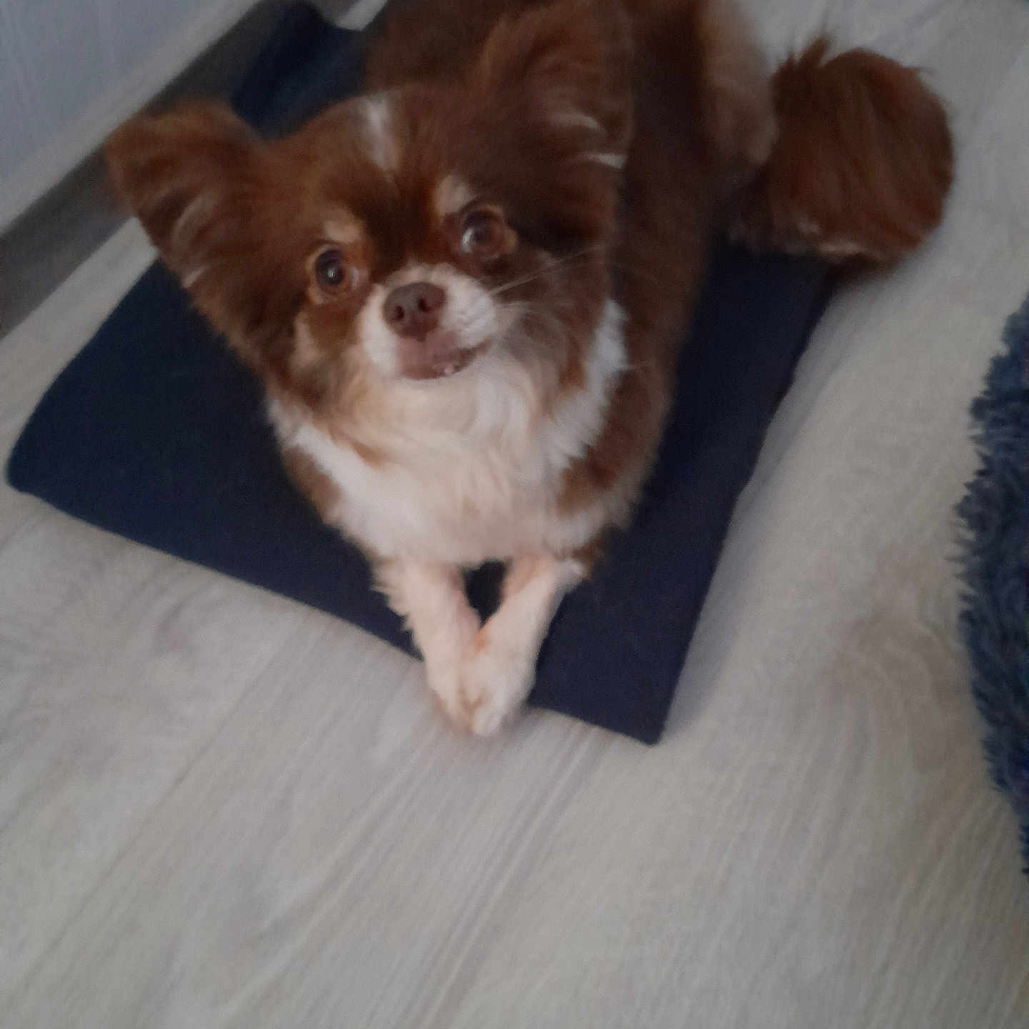Diva