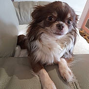 Diva a rejoint le concours — aidez-le/la à gagner de superbes lots ! dog, puppy, small_dog, fluffy, brown_and_white, long_hair, pet, animal, sitting, portrait, face, eyes, nose, paws, leather_chair, indoor, living_room, home, close_up, cute