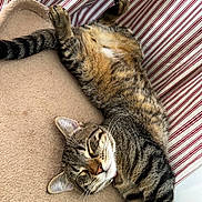 Baba participe au concours pour gagner de l'argent avec cette photo : abyssinian, animal, architecture, armchair, bed, cat, chair, couch, cushion, egyptiancat, furniture, homedecor, indoors, kitten, manx, ocelot, person, pet, sleeping, tiger