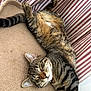 abyssinian, animal, architecture, armchair, bed, cat, chair, couch, cushion, egyptiancat, furniture, homedecor, indoors, kitten, manx, ocelot, person, pet, sleeping, tiger