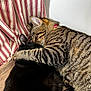 Baba a rejoint le concours — aidez-le/la à gagner de superbes lots ! abyssinian, animal, armchair, blanket, bodypart, cat, chair, couch, cushion, egyptiancat, furniture, hardwood, homedecor, kitten, manx, mouth, person, pet, sleeping, wood