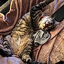 abyssinian, animal, armchair, blanket, cat, chair, couch, cushion, furniture, homedecor, kitten, manx, person, pet, sleeping, velvet