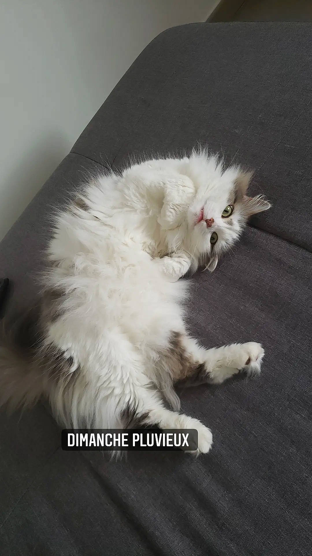 Joe participe au concours pour gagner de l'argent avec cette photo : british_longhair, carnivore, cat, claw, felidae, fur, natural_material, paw, persian, ragdoll, small_to_medium_sized_cats, tail, terrestrial_animal, whiskers
