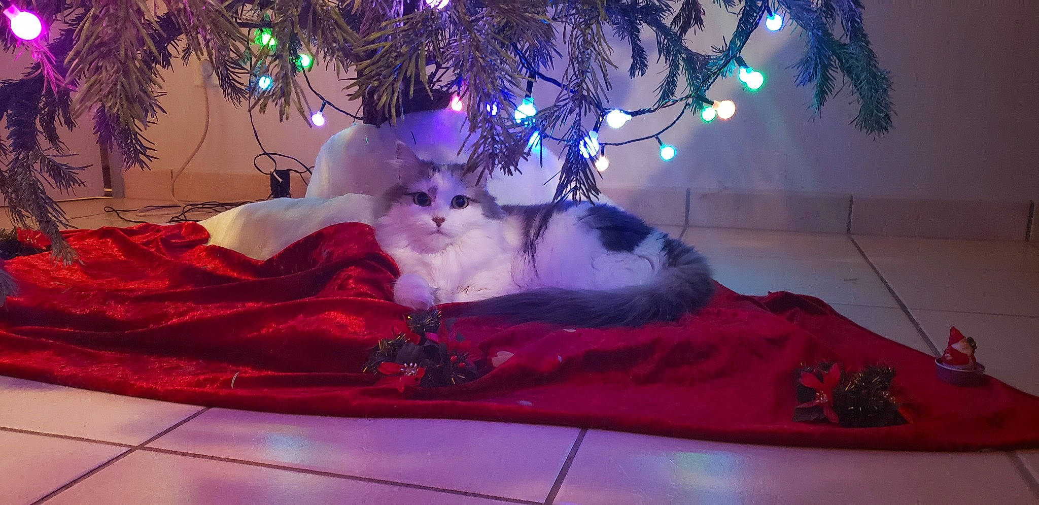 Joe a rejoint le concours — aidez-le/la à gagner de superbes lots ! carnivore, cat, christmas, christmas_decoration, christmas_ornament, christmas_tree, decoration, fawn, felidae, lap, light, ornament, pink, plant, purple, small_to_medium_sized_cats, tail, toy, tree, whiskers