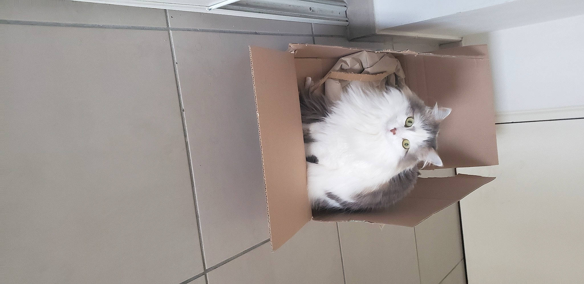 Joe participe au concours pour gagner de l'argent avec cette photo : box, cabinetry, cardboard, carnivore, carton, cat, domestic_short_haired_cat, drawer, felidae, flooring, fur, hardwood, packaging_and_labeling, paper_product, room, shipping_box, small_to_medium_sized_cats, tail, whiskers, wood