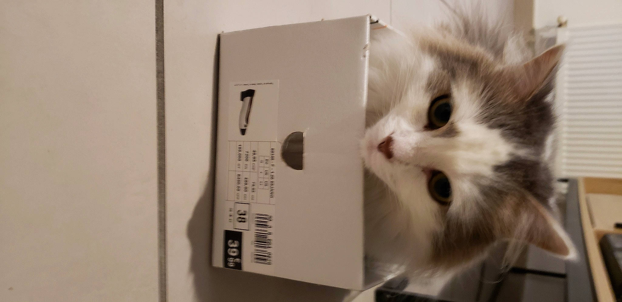 Joe a rejoint le concours — aidez-le/la à gagner de superbes lots ! box, cardboard, carnivore, carton, cat, domestic_short_haired_cat, felidae, fur, major_appliance, packaging_and_labeling, packing_materials, paper, paper_product, room, shelf, shipping_box, small_to_medium_sized_cats, whiskers