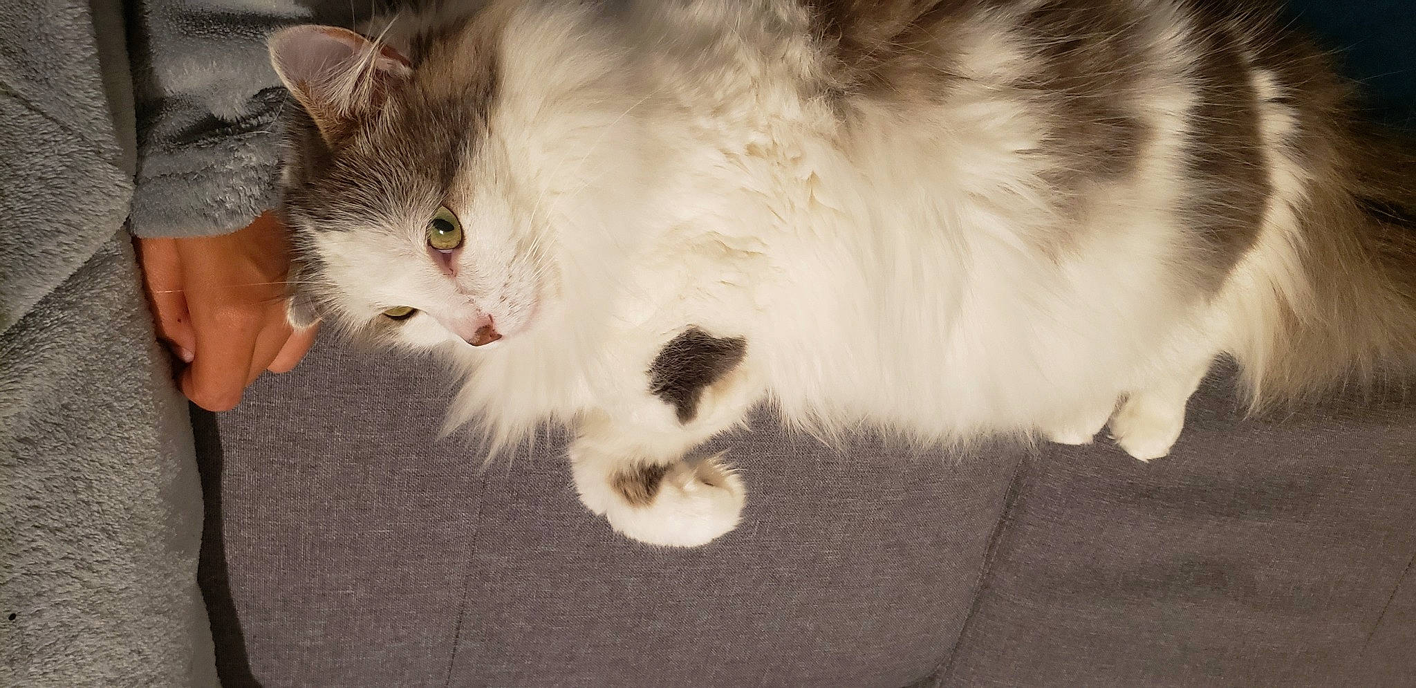 Joe participe au concours pour gagner de l'argent avec cette photo : carnivore, cat, claw, domestic_short_haired_cat, ear, eye, fawn, felidae, fur, gesture, iris, lap, paw, small_to_medium_sized_cats, snout, tail, whiskers