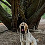animal, bark, canine, daylight, dirt, dog, forest, fur, happy, long_hair, nature, outdoor, park, pet, shaggy, sitting, tongue_out, tree, trunk, woods