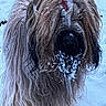 Ulysse participe au concours pour gagner de l'argent avec cette photo : animal, canine, closeup, cold, companion, dog, frost, frozen, fur, matted_fur, muzzle, nature, outdoor, pet, portrait, shaggy, snow, standing, weather, winter