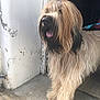 Ulysse participe au concours pour gagner de l'argent avec cette photo : animal, beige, black, brown, canine, companion, concrete_floor, dog, doorway, fur, happy, leash, light, long_hair, outdoor, pet, shadow, shaggy, standing, tongue_out