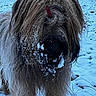 Ulysse a rejoint le concours — aidez-le/la à gagner de superbes lots ! animal, canine, closeup, cold, curious, dog, face, frozen, fur, grass, long_hair, muzzle, nature, outdoor, pet, playful, red_hair_tie, shaggy, snow, winter