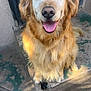 Megan joined the competition — help win amazing prizes! canine, close_up, concrete, dog, ears, eyes, friendly, fur, golden_fur, golden_retriever, happy, nose, pet, porch, portrait, sitting, smiling, steps, sunlight, tongue_out