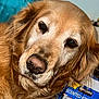 Megan is registered to the contest to win money with this photo: animal, brown_fur, close_up, dog, eyes, face, fur, golden_retriever, indoor, muzzle, nose, packaging, pet, pillow, portrait, product_box, relaxed, scented_kitchen, senior_dog, whiskers