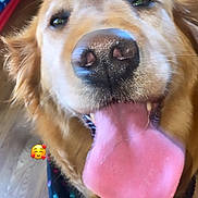 Megan joined the competition — help win amazing prizes! bandana, bed, close_up, dog, emoji_sticker, fur, golden_retriever, happy, hardwood_floor, heart_emoji, indoor, nose, panting, pet, playful, portrait, rug, smiling, tongue, whiskers
