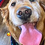 bandana, bed, close_up, dog, emoji_sticker, fur, golden_retriever, happy, hardwood_floor, heart_emoji, indoor, nose, panting, pet, playful, portrait, rug, smiling, tongue, whiskers