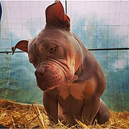 Kayla a rejoint le concours — aidez-le/la à gagner de superbes lots ! dog, muscular, pitbull, straw, enclosure, animal, pet, fence, cage, ears, snout, wrinkles, brown, sitting, closeup, canine, portrait, domestic_animal, indoor, background